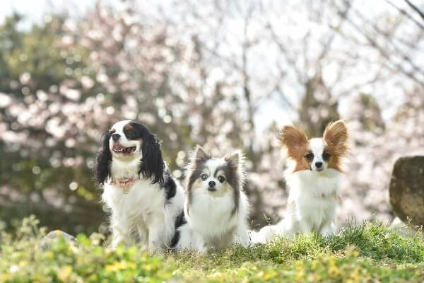 子犬の ふせ の教え方と必要性は 失敗する場合の対処法と3つのコツ Inunavi いぬなび