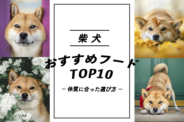 【獣医師監修】柴犬におすすめのドッグフード人気ランキング10選