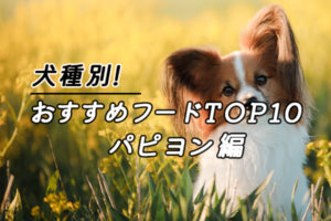 【獣医師監修】パピヨンにおすすめのドッグフード(餌)ランキング人気10選