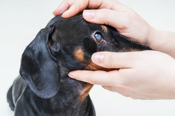 【獣医師執筆】犬の白内障とは？原因・症状・治療｜生活での注意点は？