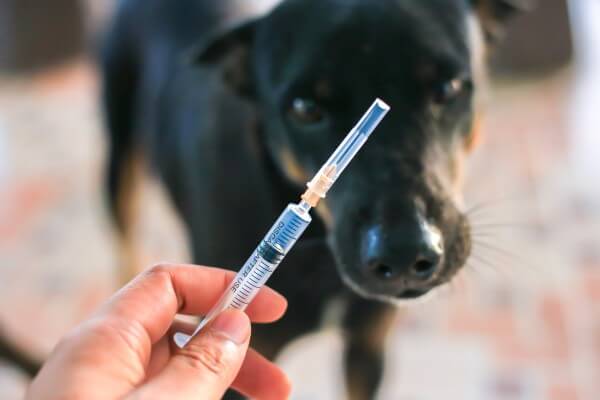 【獣医師執筆】狂犬病予防接種って必要？症状・ワクチンの費用・予防法について解説！