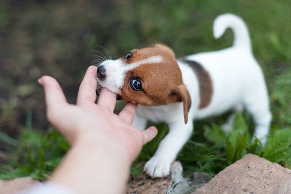 手を噛む犬