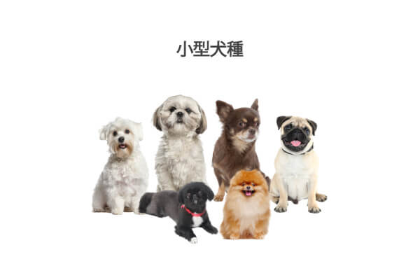 小型犬種