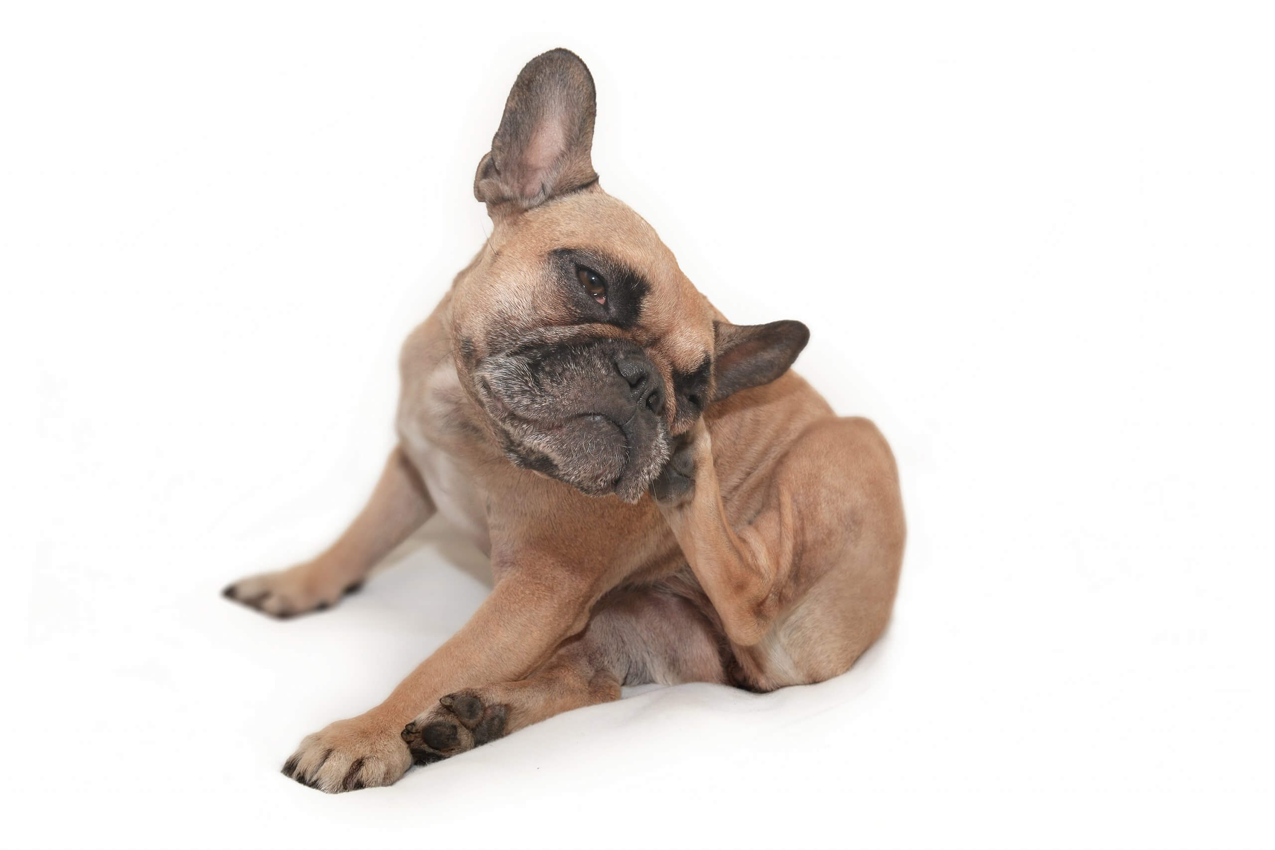【獣医師執筆】犬のアトピー性皮膚炎とは？症状・原因・治療法｜簡単にできる予防方法