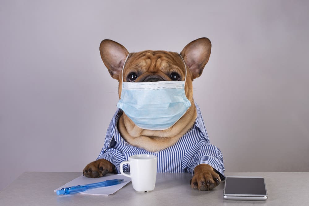 【獣医師監修】「カハッ」これが犬の咳！原因は病気なの？症状や対策を解説します