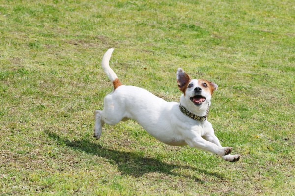 ドッグトレーナーが教える ジャックラッセルテリアの飼い方 特徴 病気は Inunavi いぬなび