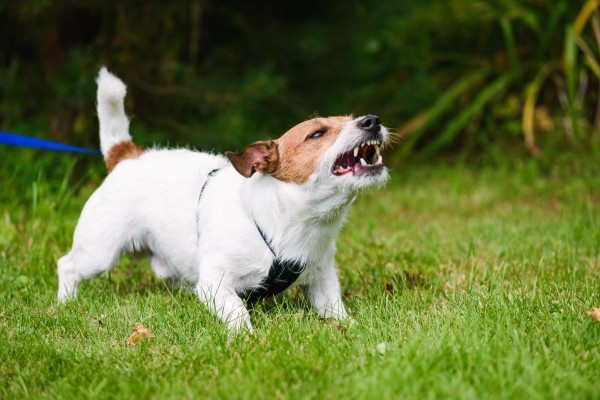 ドッグトレーナーが教える ジャックラッセルテリアの飼い方 特徴 病気は Inunavi いぬなび