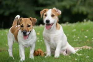 ドッグトレーナーが教える！ジャックラッセルテリアの飼い方、特徴、病気は？