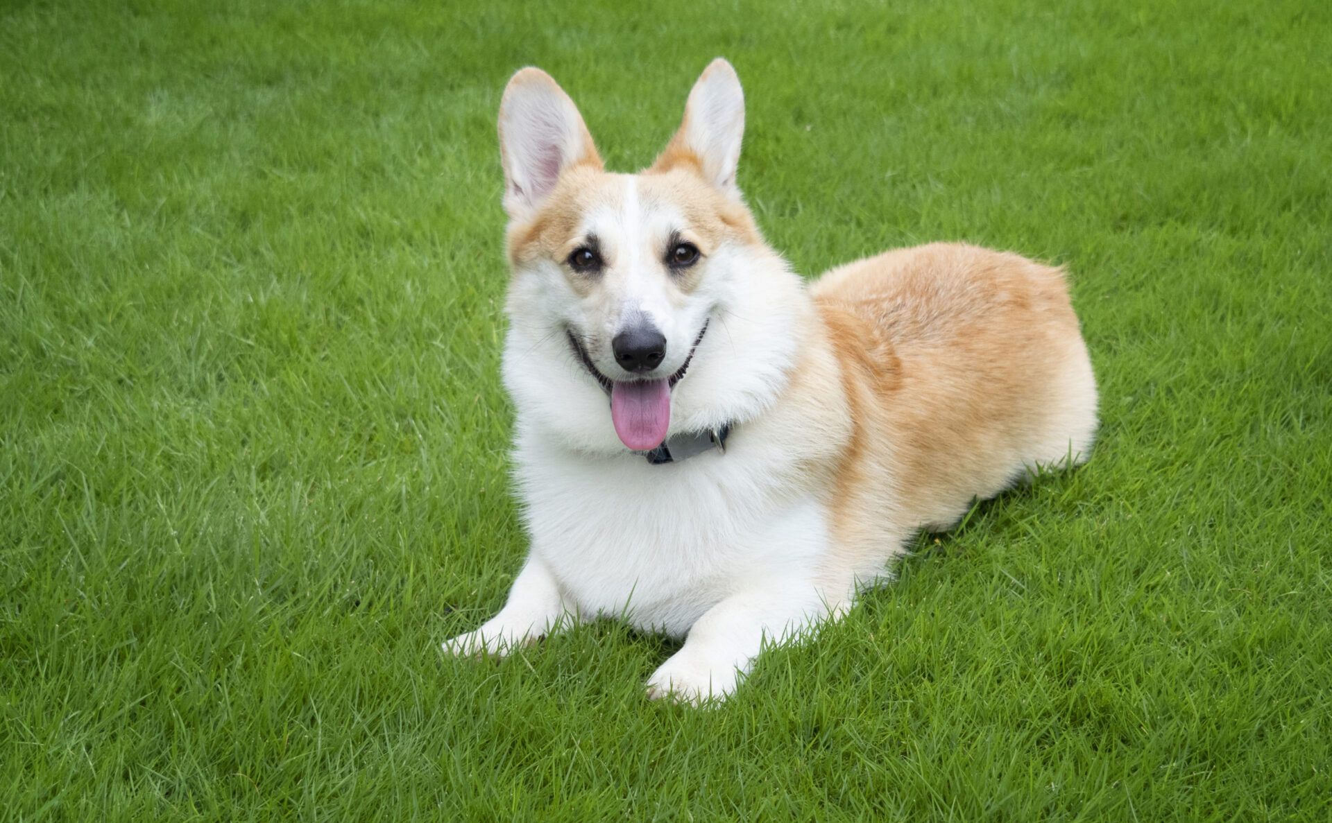 ドッグトレーナーが教える コーギーの飼い方 特徴 病気は Inunavi いぬなび