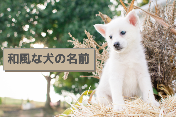 和風な犬の名前ランキング 人気の名前と名付ける際のポイント3選 Inunavi いぬなび