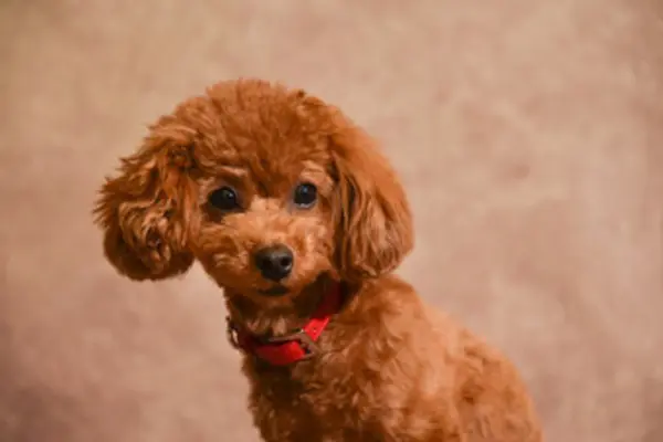 トイプードルの寿命は短い 健康で長生きしてもらうための5つのポイントを紹介 Inunavi いぬなび