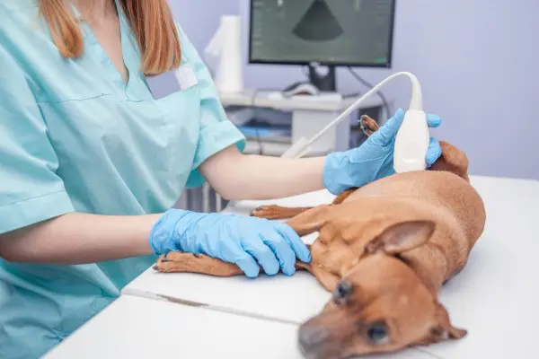 犬のくしゃみが連続で止まらない 原因は病気 寒いから 逆くしゃみについても解説 Inunavi いぬなび