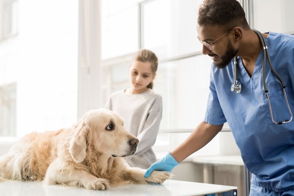 【獣医師執筆】犬の骨関節炎の症状とは？予防や治療に大切な8つのこと