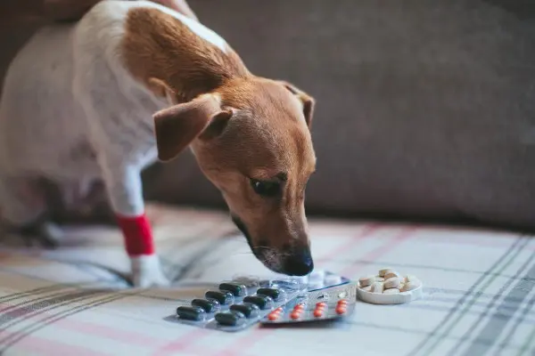 犬の便秘の解消法や原因を解説 何日便が出ないと危険 獣医執筆 Inunavi いぬなび