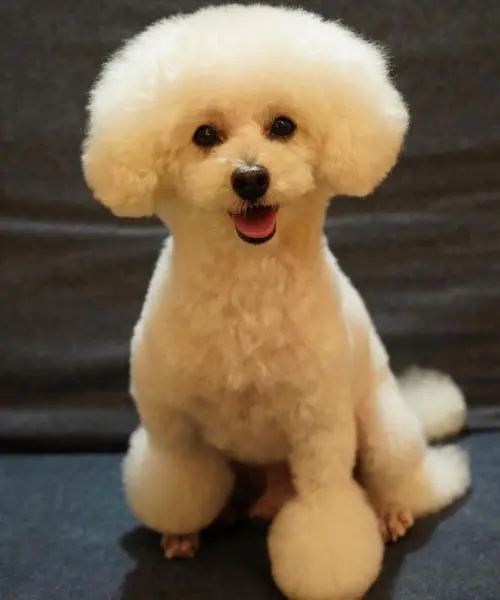 Snsで人気のトイプードル最新カット集 似合うヘアスタイルをトリマーに取材 22年更新 Inunavi いぬなび