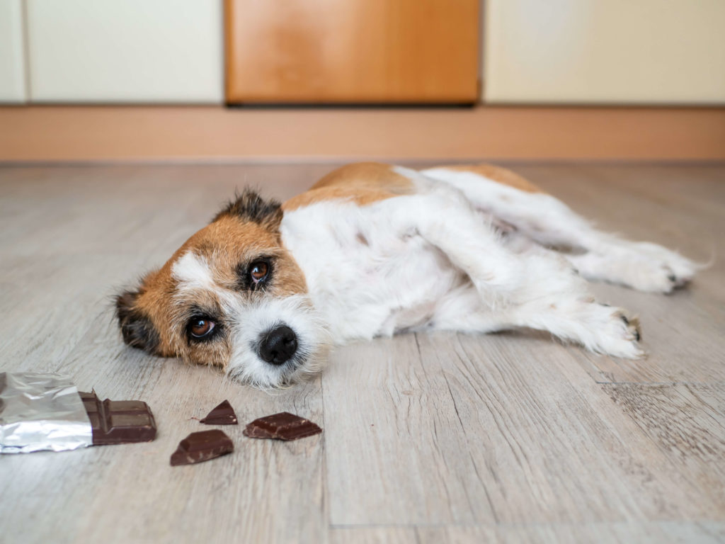 【獣医師監修】犬がチョコレートを食べた時の症状と対処法｜致死量はどれくらい？
