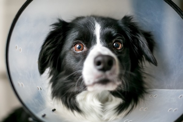 【獣医師監修】犬の去勢手術を徹底解説！費用やリスク・メリットは？
