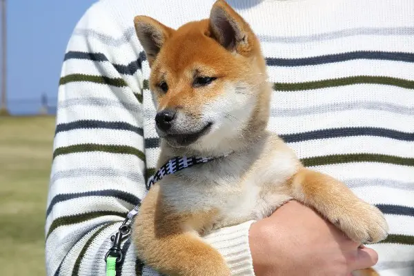 総勢人以上 柴犬を飼っている芸能人一覧 海外や韓国でも人気 ほっこりエピソードも紹介 Inunavi いぬなび