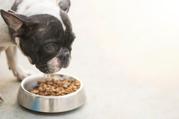 【犬がご飯を食べない時の対処法８選】病気？原因を簡単チェック！【獣医師監修】