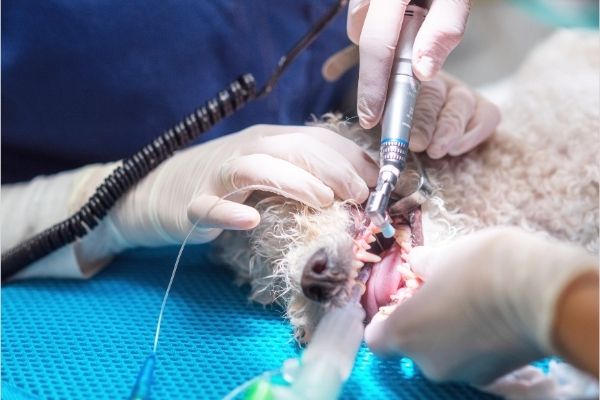 犬　歯周病　手術