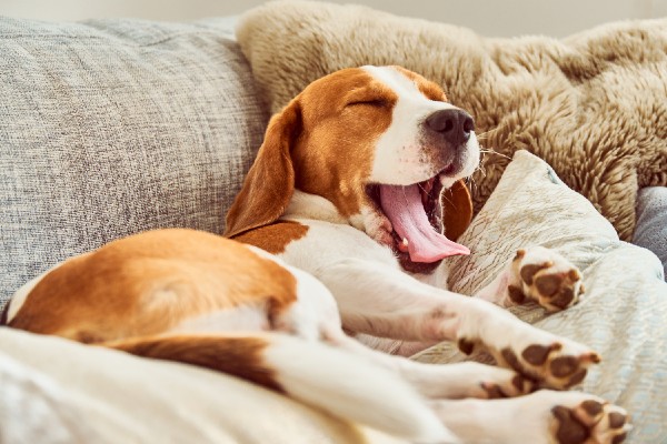 愛犬のあくびが多い理由はストレス？病気？声をだす理由など解説！