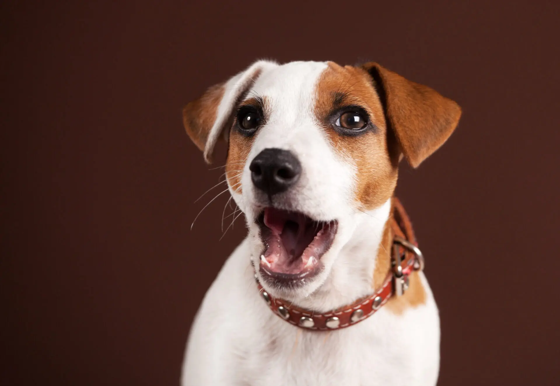 犬のくしゃみが連続で止まらない 原因は病気 寒いから 逆くしゃみについても解説 Inunavi いぬなび