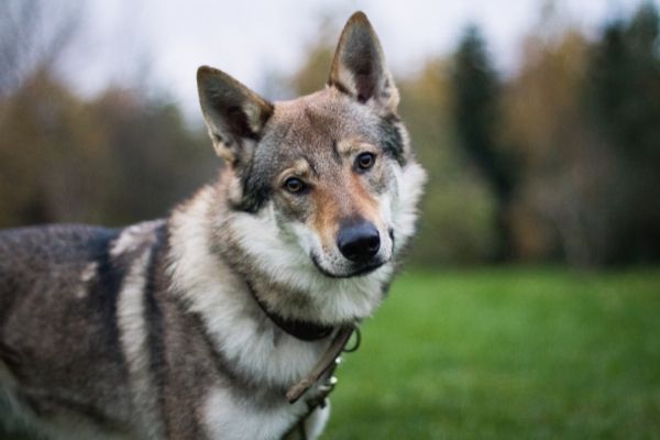 チェコスロバキアン・ウルフドッグってどんな犬種？値段・性格・飼い方・かかりやすい病気・購入方法を解説