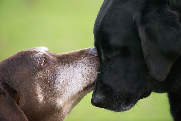 ラブラドールレトリバーの2023年発表の平均寿命は12.7歳で、他の大型犬よりやや長い