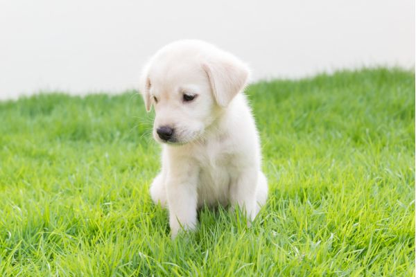 ラブラドールレトリバーの子犬の平均価格は約26万円。毛色による価格の大きな違いはなし