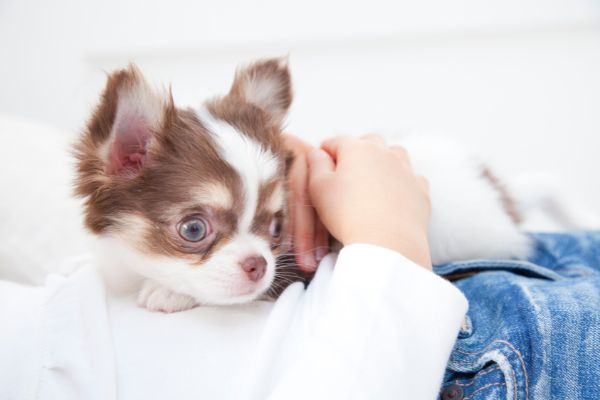 【獣医師監修】犬がブルブル震える原因は寒さだけじゃない！病院につれていくべき震えや対処法は？
