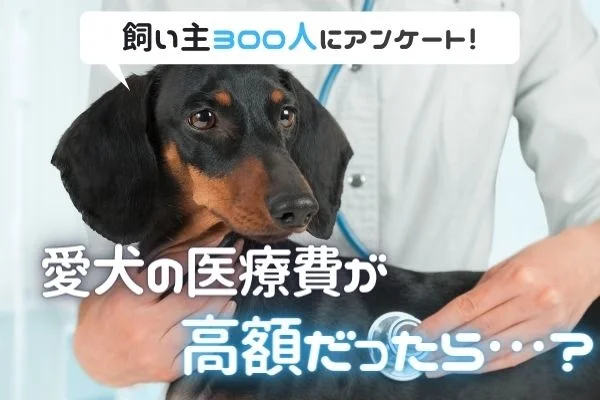 愛犬の医療費