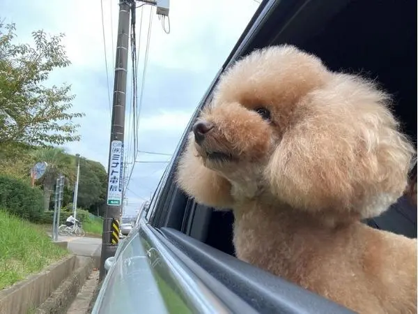 Snsで人気のトイプードル最新カット集 似合うヘアスタイルをトリマーに取材 22年更新 Inunavi いぬなび