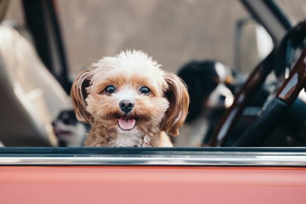 【犬連れ箱根旅行】ペット同伴で楽しめる観光スポット・食事処15選