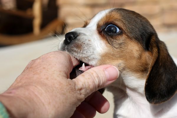 愛犬が手を噛む理由は？効果的なやめさせ方やコツを解説【ドッグ 