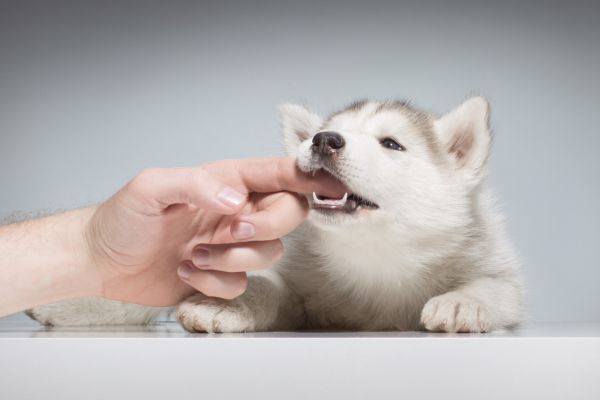 飼い主の指を甘噛みするハスキーの子犬