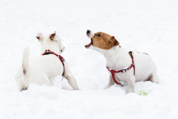 雪遊びで興奮して吠える犬