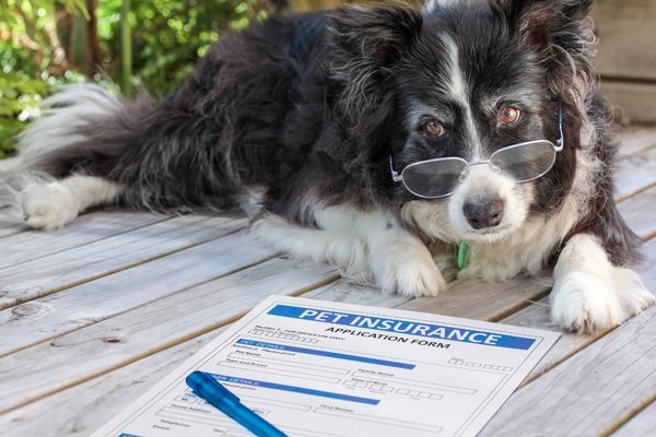 ペット保険の契約書と犬