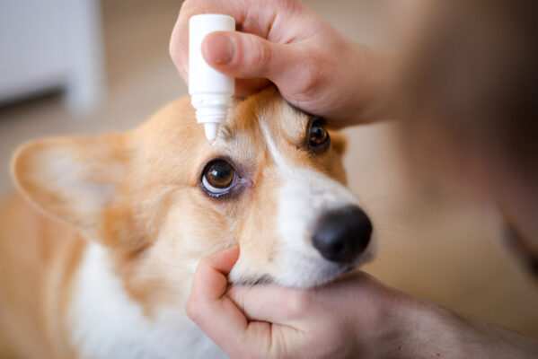 【獣医解説】犬の結膜炎の症状・原因・治療法！病院に連れていく目安は？