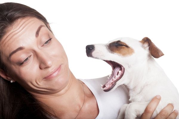 犬の口臭が魚臭いのは病気？5つの原因から愛犬に合う対策をチェック