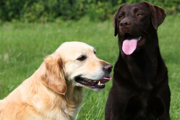 トレーナー監修 ゴールデンレトリバーの性格や飼い方は 子犬の値段・寿命・病気を解説 INUNAVI いぬなび