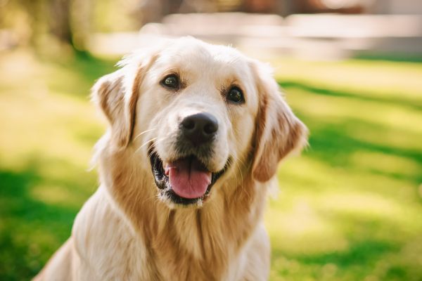 【トレーナー監修】ゴールデンレトリバーの性格や飼い方は？子犬の値段・寿命・病気を解説