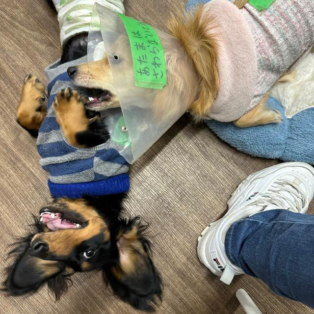 保護犬カフェ立川店　東京の犬と触れ合えるカフェ