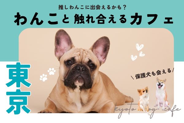 【東京】犬と触れ合える人気犬カフェ15選｜豆柴や大型犬はどこで会える？【2024年最新】