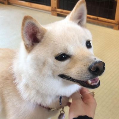 原宿乃豆柴カフェ　東京の犬と触れ合えるカフェ2
