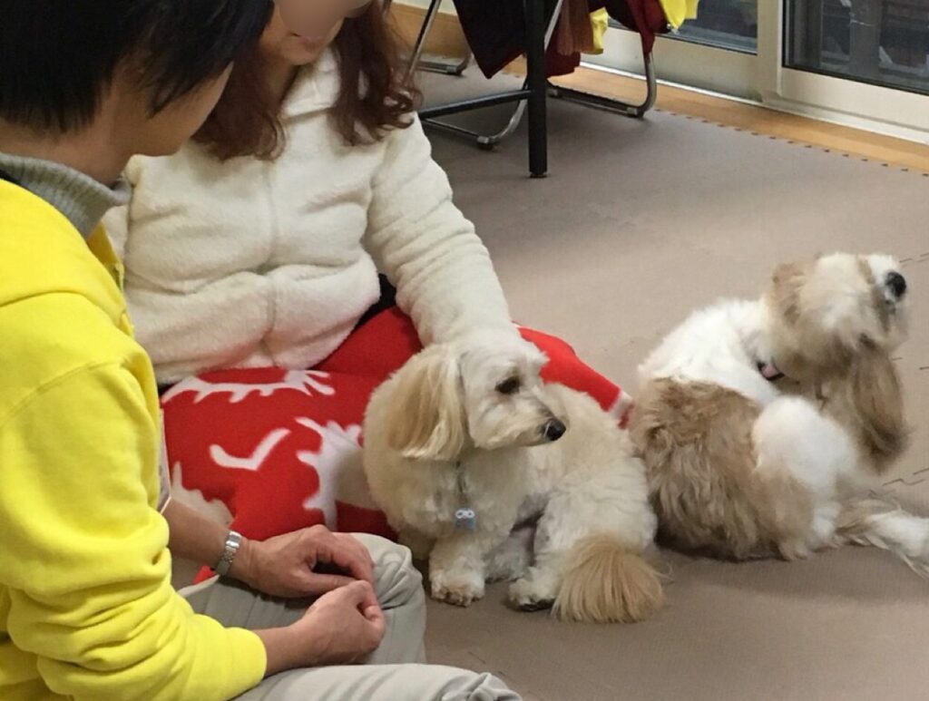 一般社団法人アニマルセラピーこころサポート協会　横浜の犬と触れ合えるカフェ
