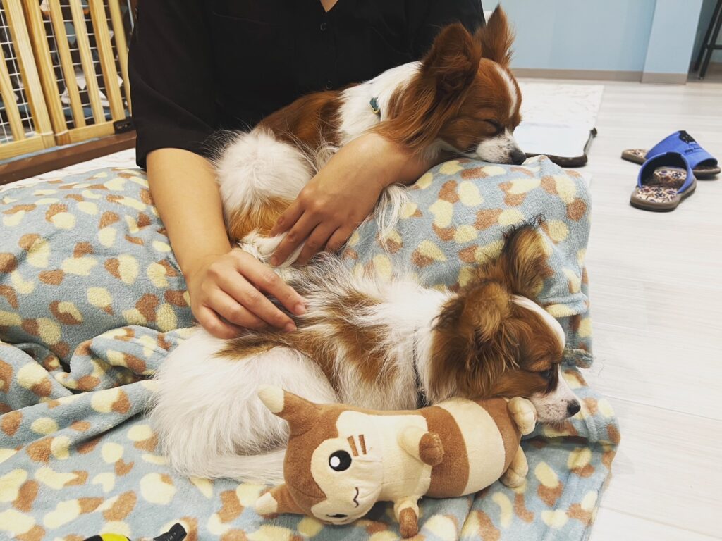 Animal Cafe 妖精のお部屋　大阪の犬と触れ合えるカフェ