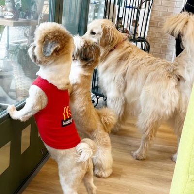 サロン＆カフェ メディマル　大阪の犬と触れ合えるカフェ（1）