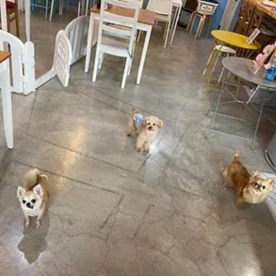 保護犬のいるドッグカフェゼロ　大阪の犬と触れ合えるカフェ（1）