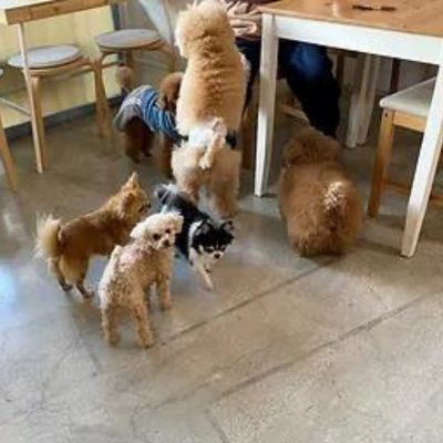 保護犬のいるドッグカフェゼロ　大阪の犬と触れ合えるカフェ（2）