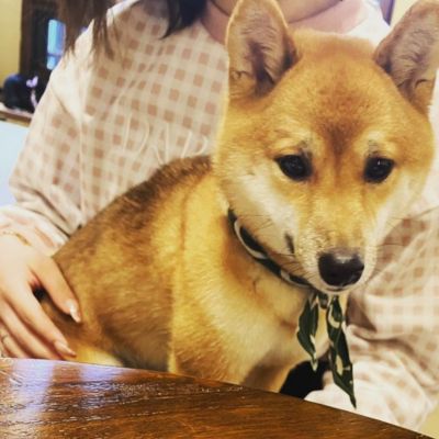 豆柴カフェ大阪店　大阪の犬と触れ合えるカフェ
